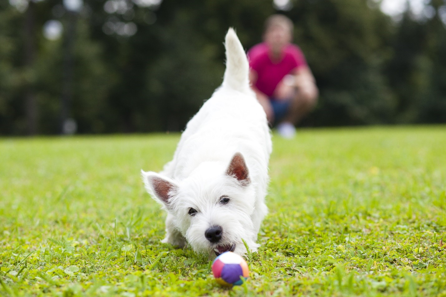 Dog playing with a ball