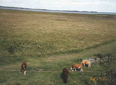 Cattle Grazing