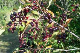 Chokecherry