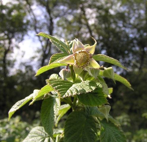 Raspberry flower