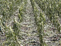 hail damaged corn