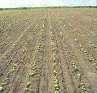 Bean field