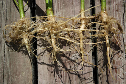 Hemp Root