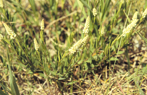 Senega Snakeroot 