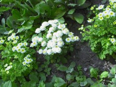 Feverfew 