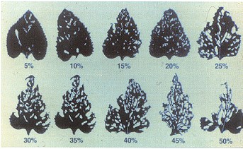 percent defolitation of sunflower leaves