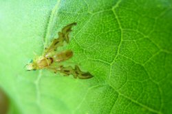 Sunflower Seed Maggot (Strauzia longipennis)