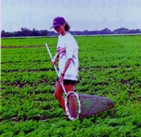 Sweep netting for detection of aster leafhoppers