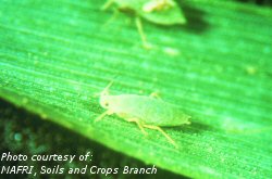 Aphids