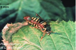 Raspberry crown borer adult