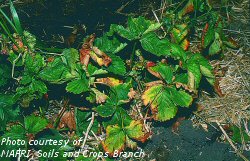 Root weevil damage to strawberry