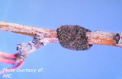 Forest tent caterpillar egg mass