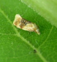 Banded Sunflower Moth