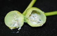 Cut open gall