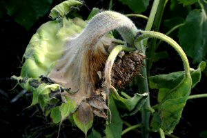 Sclerotinia in Sunflowers