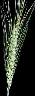 Fusarium in Wheat