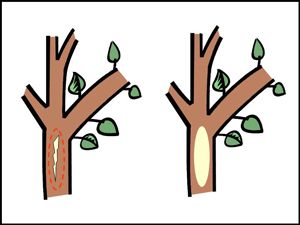 Bark tracing to remove cracked bark on trunk. On left: cracked/split bark, with portion to be cut out outlined in red. On right: Trunk with bark portion removed from tree