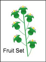 Fruit Set