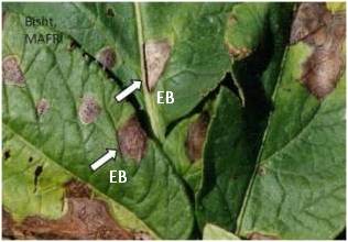 Early blight tomato