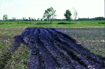 Ruts caused by field traffic