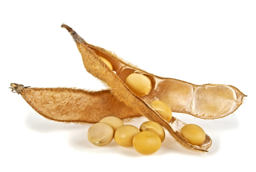 Picture of dried soybeans in the pod